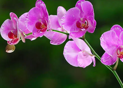 Sản phẩm lan ho diep tim loang 1352699712 — Công Ty TNHH Dịch Vụ Đầu Tư Hoàng Hưng — MST 0317353244