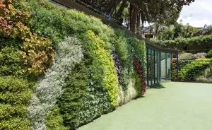 Sản phẩm tuong cay xanh 300x184 — Vườn Cây Cảnh Sài Gòn - Công Ty TNHH Vườn Cây Cảnh Sài Gòn — MST 0317415437