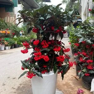 Sản phẩm 257eed972c74f42aad65 300x300 — Vườn Cây Cảnh Sài Gòn - Công Ty TNHH Vườn Cây Cảnh Sài Gòn — MST 0317415437