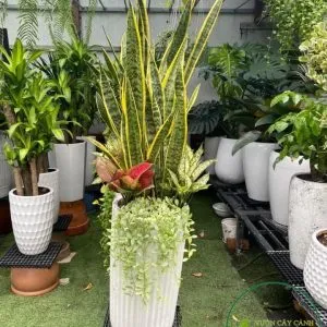 Sản phẩm 73f31d0e5a738a2dd362 300x300 — Vườn Cây Cảnh Sài Gòn - Công Ty TNHH Vườn Cây Cảnh Sài Gòn — MST 0317415437