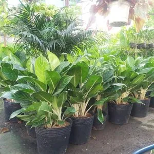 Sản phẩm bac ma ht 300x300 — Vườn Cây Cảnh Sài Gòn - Công Ty TNHH Vườn Cây Cảnh Sài Gòn — MST 0317415437