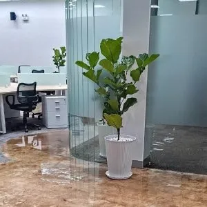 Sản phẩm cay bang sing 1 300x300 — Vườn Cây Cảnh Sài Gòn - Công Ty TNHH Vườn Cây Cảnh Sài Gòn — MST 0317415437