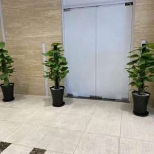 Sản phẩm cay bang sing 2 300x300 — Vườn Cây Cảnh Sài Gòn - Công Ty TNHH Vườn Cây Cảnh Sài Gòn — MST 0317415437