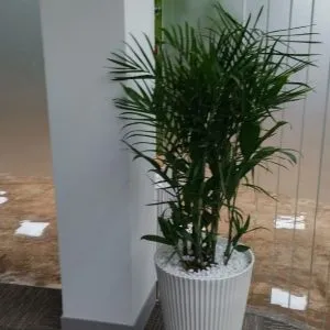 Sản phẩm cay cau hawai 300x300 — Vườn Cây Cảnh Sài Gòn - Công Ty TNHH Vườn Cây Cảnh Sài Gòn — MST 0317415437