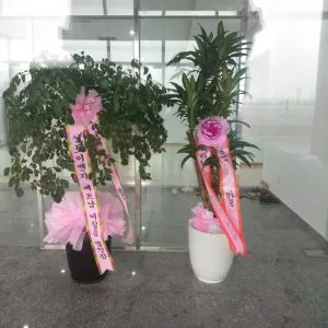 Sản phẩm cay hanh phuc tai loc 300x300 — Vườn Cây Cảnh Sài Gòn - Công Ty TNHH Vườn Cây Cảnh Sài Gòn — MST 0317415437