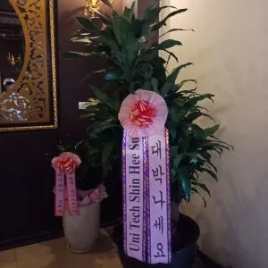 Sản phẩm chau thiet moc lan 300x300 — Vườn Cây Cảnh Sài Gòn - Công Ty TNHH Vườn Cây Cảnh Sài Gòn — MST 0317415437