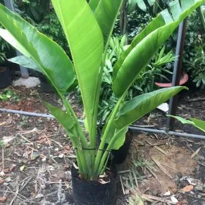 Sản phẩm chuoi se quat 1 300x300 — Vườn Cây Cảnh Sài Gòn - Công Ty TNHH Vườn Cây Cảnh Sài Gòn — MST 0317415437
