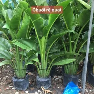 Sản phẩm chuoi se quat 2 300x300 — Vườn Cây Cảnh Sài Gòn - Công Ty TNHH Vườn Cây Cảnh Sài Gòn — MST 0317415437