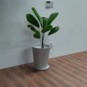 Sản phẩm co nhat 2 300x300 — Vườn Cây Cảnh Sài Gòn - Công Ty TNHH Vườn Cây Cảnh Sài Gòn — MST 0317415437