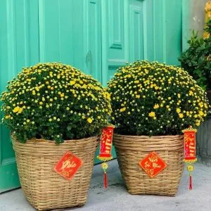 Sản phẩm cuc mam xoi 5 300x300 — Vườn Cây Cảnh Sài Gòn - Công Ty TNHH Vườn Cây Cảnh Sài Gòn — MST 0317415437