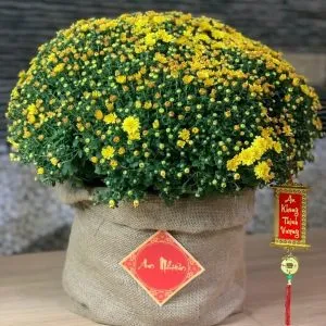 Sản phẩm cuc mam xoi 6 300x300 — Vườn Cây Cảnh Sài Gòn - Công Ty TNHH Vườn Cây Cảnh Sài Gòn — MST 0317415437