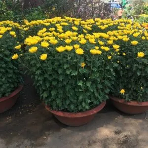 Sản phẩm cuc vang 1 300x300 — Vườn Cây Cảnh Sài Gòn - Công Ty TNHH Vườn Cây Cảnh Sài Gòn — MST 0317415437