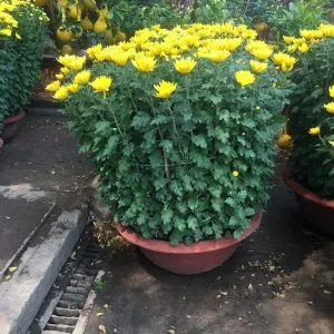 Sản phẩm cuc vang 2 300x300 — Vườn Cây Cảnh Sài Gòn - Công Ty TNHH Vườn Cây Cảnh Sài Gòn — MST 0317415437