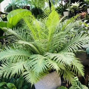 Sản phẩm duong xi 300x300 — Vườn Cây Cảnh Sài Gòn - Công Ty TNHH Vườn Cây Cảnh Sài Gòn — MST 0317415437