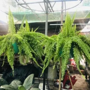 Sản phẩm duong xi la xoan 300x300 — Vườn Cây Cảnh Sài Gòn - Công Ty TNHH Vườn Cây Cảnh Sài Gòn — MST 0317415437