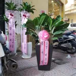 Sản phẩm e4bd4a063681cfdf9690 300x300 — Vườn Cây Cảnh Sài Gòn - Công Ty TNHH Vườn Cây Cảnh Sài Gòn — MST 0317415437