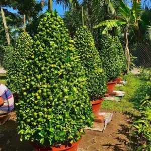 Sản phẩm eb68f3d73034e86ab125 300x300 — Vườn Cây Cảnh Sài Gòn - Công Ty TNHH Vườn Cây Cảnh Sài Gòn — MST 0317415437