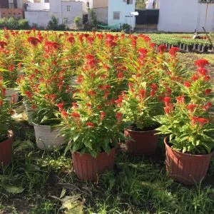 Sản phẩm hoa mao ga 1 300x300 — Vườn Cây Cảnh Sài Gòn - Công Ty TNHH Vườn Cây Cảnh Sài Gòn — MST 0317415437