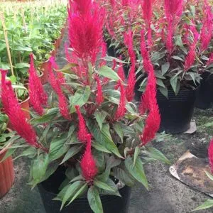 Sản phẩm hoa mao ga 2 300x300 — Vườn Cây Cảnh Sài Gòn - Công Ty TNHH Vườn Cây Cảnh Sài Gòn — MST 0317415437