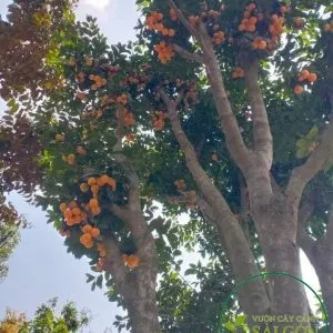 Sản phẩm 0221f5c33db6ede8b4a7 300x300 — Vườn Cây Cảnh Sài Gòn - Công Ty TNHH Vườn Cây Cảnh Sài Gòn — MST 0317415437