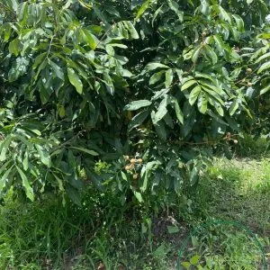 Sản phẩm 05e0cd415634866adf25 300x300 — Vườn Cây Cảnh Sài Gòn - Công Ty TNHH Vườn Cây Cảnh Sài Gòn — MST 0317415437