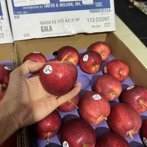 Sản phẩm gala big check 1 min 300x300 — Phúc Lộc Thọ Fruits - Công Ty TNHH Hoa Quả Phúc Lộc Thọ — MST 0317473982