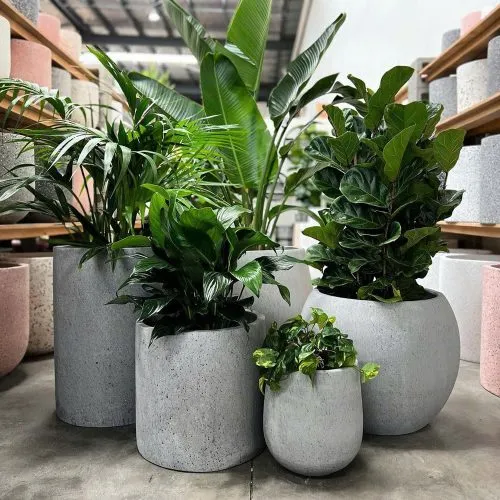 Sản phẩm BIA CHAU DDASAD MAG 500x500 — Chậu Cây Sài Gòn - Công Ty TNHH Chậu Cây Sài Gòn — MST 0317716579