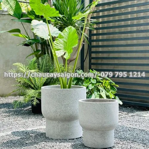 Sản phẩm Untitled 1 54 500x500 — Chậu Cây Sài Gòn - Công Ty TNHH Chậu Cây Sài Gòn — MST 0317716579