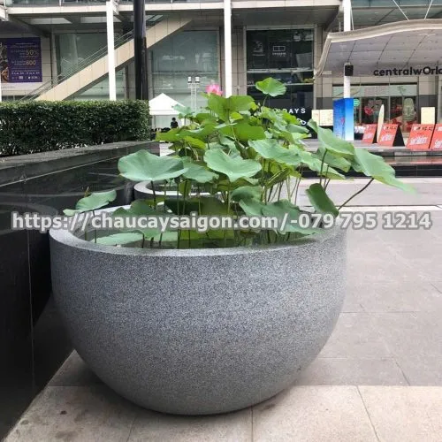 Sản phẩm Untitled 2 33 500x500 — Chậu Cây Sài Gòn - Công Ty TNHH Chậu Cây Sài Gòn — MST 0317716579