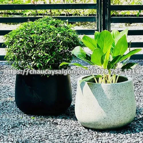 Sản phẩm Untitled 5 17 500x500 — Chậu Cây Sài Gòn - Công Ty TNHH Chậu Cây Sài Gòn — MST 0317716579
