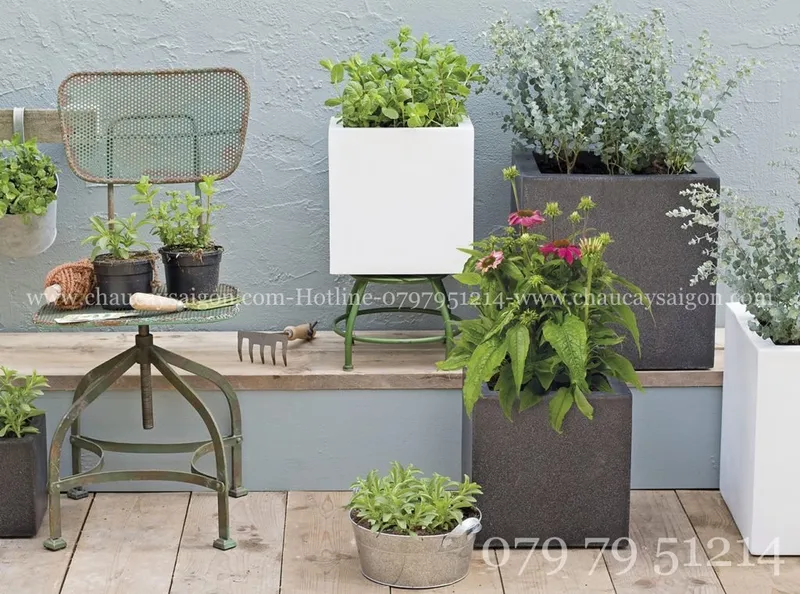 Sản phẩm z2651729927428_cfa4db4b6af3db533ebf24dfcb3dc706 — Chậu Cây Sài Gòn - Công Ty TNHH Chậu Cây Sài Gòn — MST 0317716579