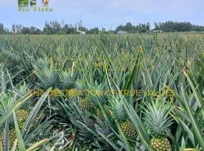 Sản phẩm 1 1776790523 — Nông Sản ECO FLOFO - Công Ty TNHH Sản Xuất và Thương Mại Toàn Cầu ECO FLOFO — MST 0318237152