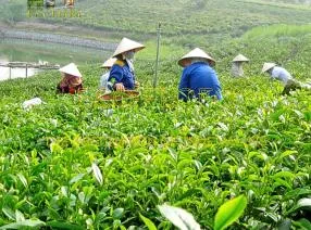 Sản phẩm 10 1764474192 — Nông Sản ECO FLOFO - Công Ty TNHH Sản Xuất và Thương Mại Toàn Cầu ECO FLOFO — MST 0318237152