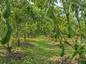 Sản phẩm 4 1779179596 — Nông Sản ECO FLOFO - Công Ty TNHH Sản Xuất và Thương Mại Toàn Cầu ECO FLOFO — MST 0318237152