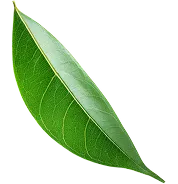 Sản phẩm leaf 6 — Công Ty TNHH Thương Mại Xuất Nhập Khẩu Sunshine Group — MST 0318382174