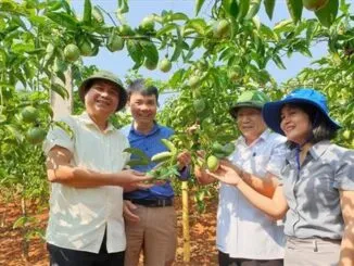 Sản phẩm Chanh day 1 326x245 — Công ty TNHH Xuất Nhập Khẩu Tổng Hợp Cao Nguyên — MST 0318506567