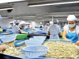 Sản phẩm hat dieu 326x245 — Công ty TNHH Xuất Nhập Khẩu Tổng Hợp Cao Nguyên — MST 0318506567