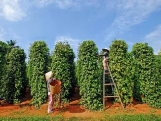 Sản phẩm image 2 326x245 — Công ty TNHH Xuất Nhập Khẩu Tổng Hợp Cao Nguyên — MST 0318506567