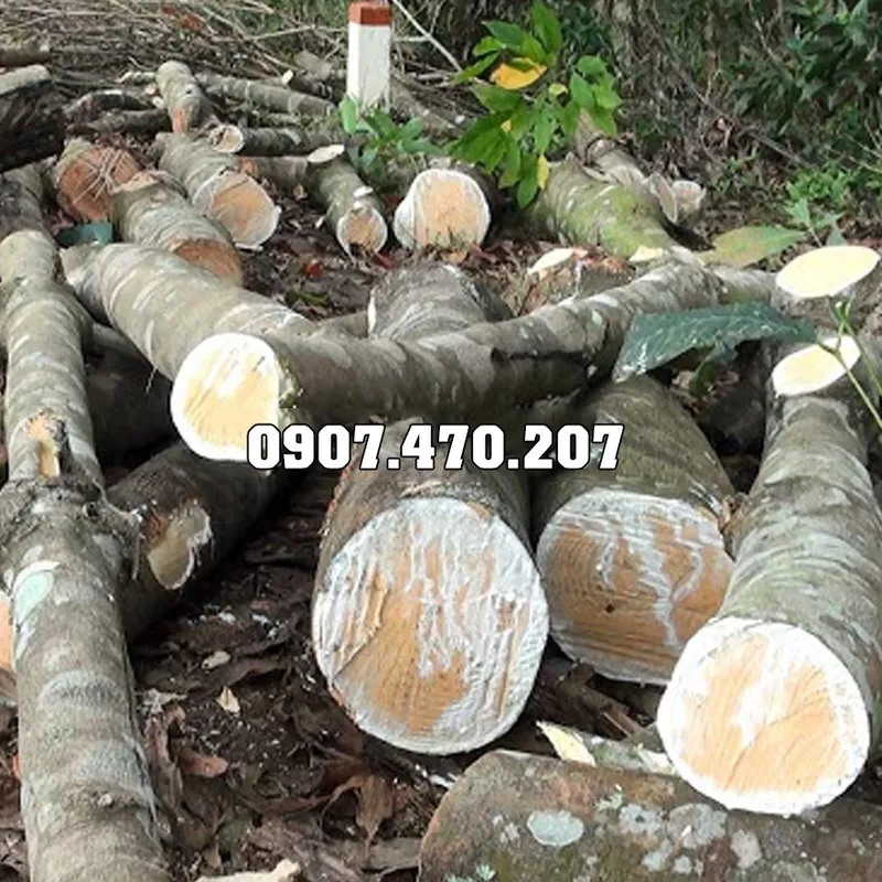 Sản phẩm Cui bi cao su — Công Ty TNHH Phương Thảo Lam — MST 0318932646