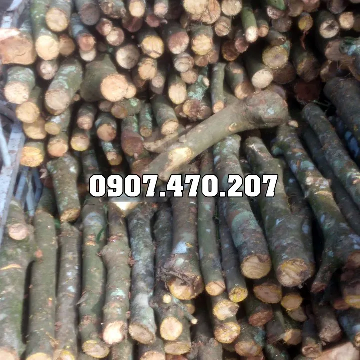 Sản phẩm Cui cao su 5 — Công Ty TNHH Phương Thảo Lam — MST 0318932646