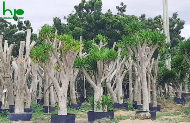 Sản phẩm cung cap thi cong cay xanh da nang 619x400 — Công Ty TNHH Dịch Vụ & Thương Mại Hoàng Phúc — MST 0400523935