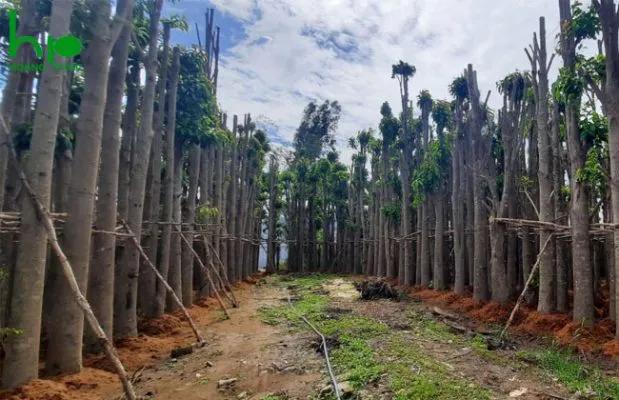 Sản phẩm cung cap thi cong cay xanh vuon tuong dep 619x400 — Công Ty TNHH Dịch Vụ & Thương Mại Hoàng Phúc — MST 0400523935