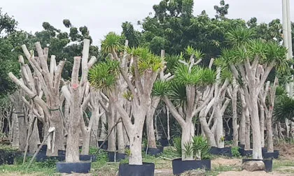 Sản phẩm dv cungcapcayxanh 1 — Công Ty TNHH Dịch Vụ & Thương Mại Hoàng Phúc — MST 0400523935