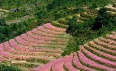 Sản phẩm 1426672750 da nang tourist 230 140 — Công Ty CP TM & DV Du Lịch Tâm Nguyên Phát — MST 0401433829