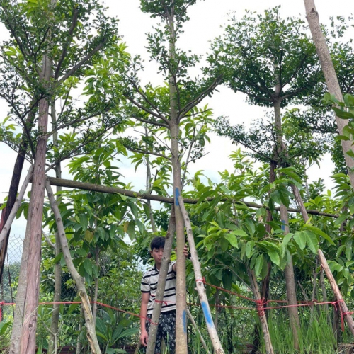 Sản phẩm product 0z3p8x32ahsn4rt 4246 tuyen dung nhan vien ky thuat — Công Ty TNHH Cây Xanh Cảnh Quan Hoa Sen Việt — MST 0401513619