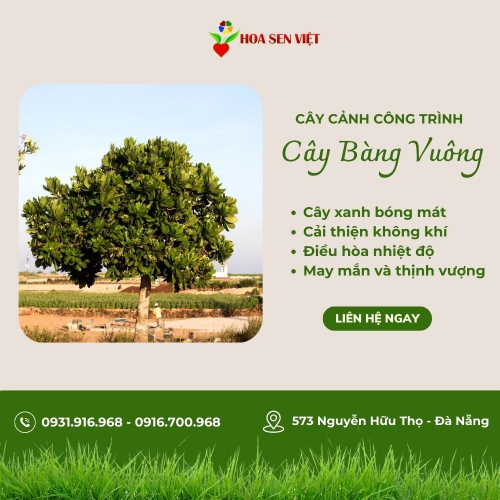 Sản phẩm product 3f1edc5vbxbt8fs 1973 cay bang vuong — Công Ty TNHH Cây Xanh Cảnh Quan Hoa Sen Việt — MST 0401513619