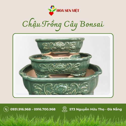 Sản phẩm product 7f90h9qvpshnp9g 1991 chau trong cay bonsai mini da nang — Công Ty TNHH Cây Xanh Cảnh Quan Hoa Sen Việt — MST 0401513619
