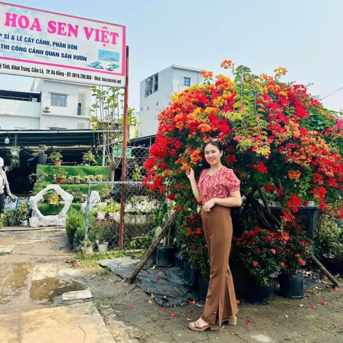 Sản phẩm product 7jpwa6q5j2mgbll 4239 gia thue cay canh tai da nang bang gia chi tiet giai phap tiet kiem cho van phong nha hang — Công Ty TNHH Cây Xanh Cảnh Quan Hoa Sen Việt — MST 0401513619