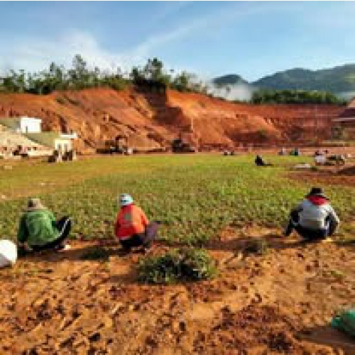 Sản phẩm product 9p4q61b3s9fkbhs 4241 cach gieo hat giong dung ky thuat ty le nay mam cao cay khoe manh — Công Ty TNHH Cây Xanh Cảnh Quan Hoa Sen Việt — MST 0401513619