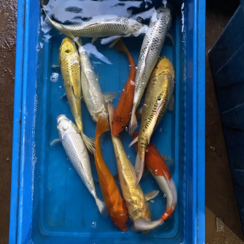 Sản phẩm product adf5n6rh18j2jzu 4232 ban ca koi thuan viet tai da nang cung cap ca dep khoe gia canh tranh — Công Ty TNHH Cây Xanh Cảnh Quan Hoa Sen Việt — MST 0401513619